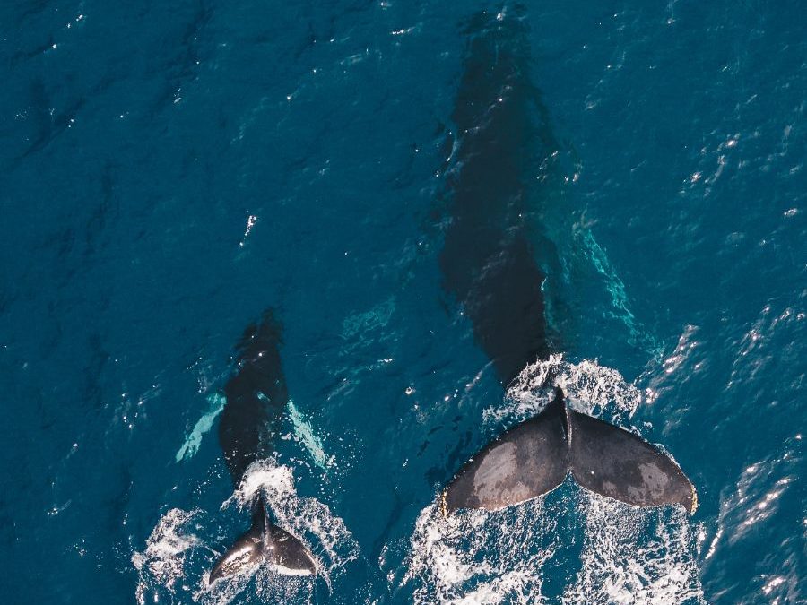 Guardians of the Deep Whale Meditation [Audio]